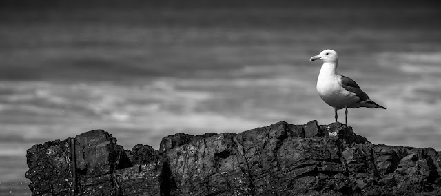 gull wallpaper,gull images;gull photo,gull picture,beautiful gull,cute gull,Pacific Gull, Larus pacificus, Belcher's Gull, Larus belcheri, Olrog's Gull, Larus atlanticus Black-tailed Gull, Larus crassirostris ,Heermann's Gull, Larus heermanni,Common Gull or Mew Gull, Larus canus,Ring-billed Gull, Larus delawarensis,California Gull, Larus californicusGreat Black-backed Gull, Larus marinus,Kelp Gull, Larus dominicanus, (called "Southern Black-backed Gull" or "Karoro" in New Zealand),Cape Gull, Larus dominicanus vetula,Glaucous-winged Gull, Larus glaucescens,Western Gull, Larus occidentalis,Yellow-footed Gull, Larus livens,Glaucous Gull, Larus hyperboreus,Iceland Gull, Larus glaucoides,Kumlien's Gull, Larus glaucoides kumlieni Thayer's Gull, Larus thayeri,European Herring Gull, Larus argentatus,Heuglin's Gull, Larus heuglini,American Herring Gull,Larus smithsonianus,Yellow-legged Gull,Larus michahellis,Caspian Gull, Larus cachinnans,East Siberian Herring Gull, Larus vegae,Armenian Gull,Larus armenicus,Slaty-backed Gull,Larus schistisagus,Lesser Black-backed Gull,Larus fuscus,White-eyed Gull,Ichthyaetus leucophthalmus,Sooty Gull,Ichthyaetus hemprichii,Great Black-headed Gull,Ichthyaetus ichthyaetus,Audouin's Gull, Ichthyaetus audouinii,Mediterranean Gull, Ichthyaetus melanocephalus,Relict Gull, Ichthyaetus relictus,Dolphin Gull, Leucophaeus scoresbii,Laughing Gull, Leucophaeus atricilla,Franklin's Gull, Leucophaeus pipixcan,Lava Gull, Leucophaeus fuliginosus,Gray Gull, Leucophaeus modestus,Silver Gull, Chroicocephalus novaehollandiae,Red-billed Gull, Chroicocephalus scopulinus,Hartlaub's Gull, Chroicocephalus hartlaubii,  Brown-hooded Gull, Chroicocephalus maculipennis,Gray-hooded Gull, Chroicocephalus cirrocephalus,Andean Gull, Chroicocephalus serranus,Black-billed Gull, Chroicocephalus bulleri,Brown-headed Gull, Chroicocephalus brunnicephalus,Black-headed Gull, Chroicocephalus ridibundus,Slender-billed Gull, Chroicocephalus genei,Bonaparte's Gull, Chroicocephalus philadelphia,