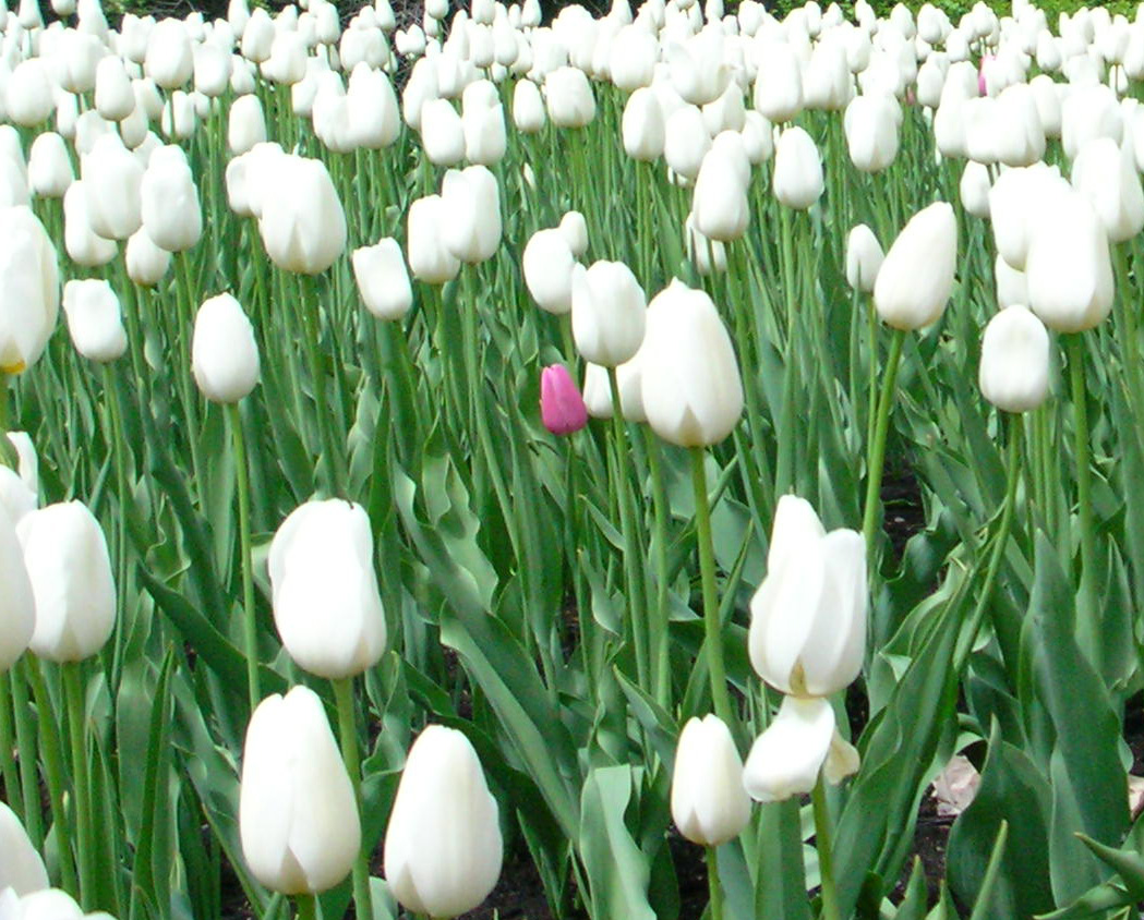 types of flowers yellow White Tulips Flowers | 1049 x 844