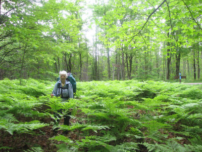 hiker in ferns