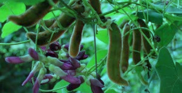 Kaauso  Velvet Bean (Mucuna pruriens), Medicinal Plants Of Nepal