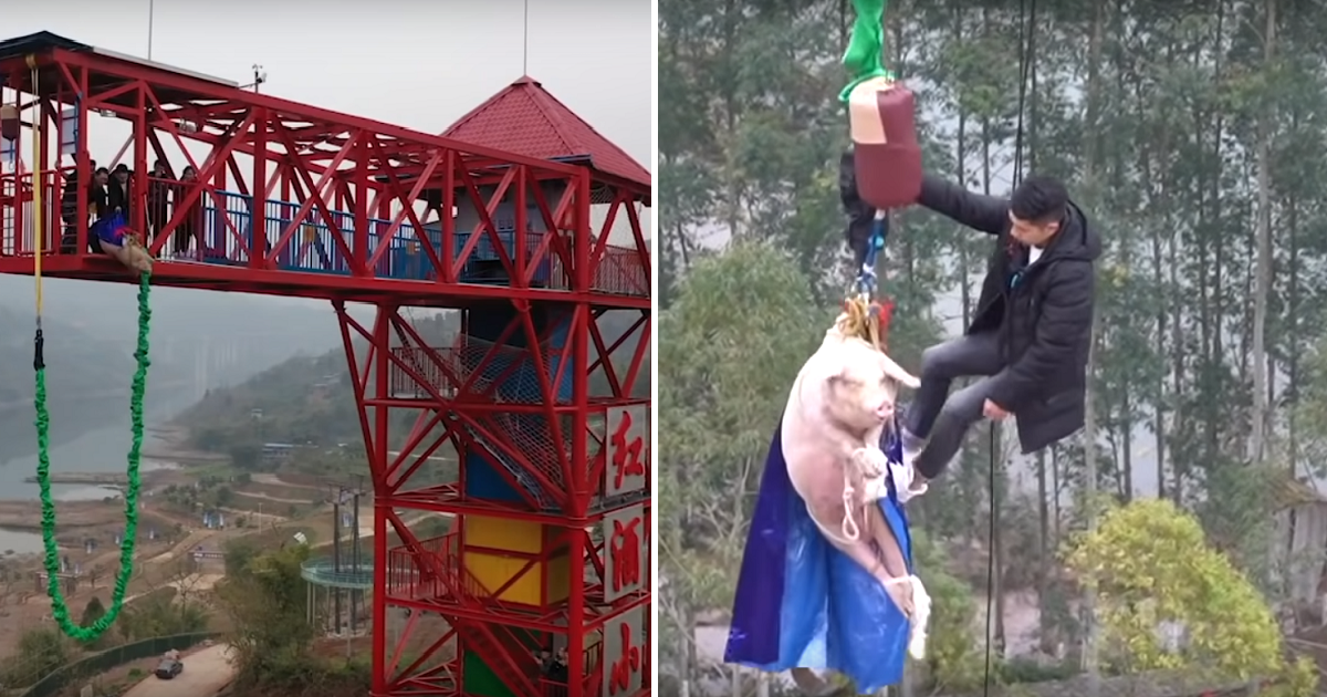 Chinese Theme Park Made A Pig Bungee Jump And Received Heavy Criticism