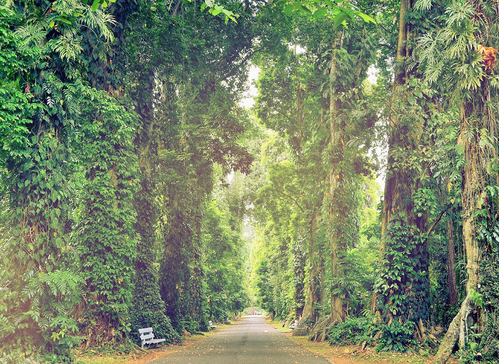 Hunting Foto Prewedding di Kebun Raya Bogor + Contoh 