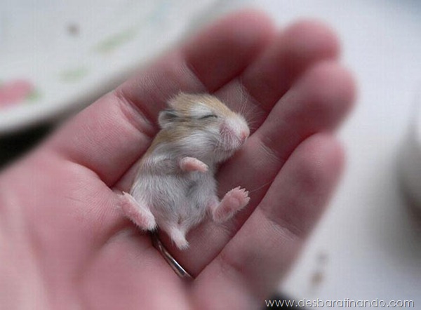 filhotes-de-animais-fotos-cute-cuti-desbaratinando (11)