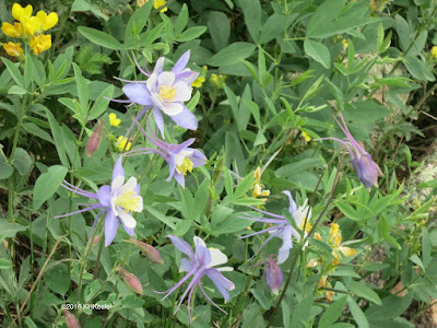 columbine and golden banner, Lily Lake, Rocky Mountain National Park