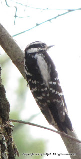 Downy Woodpecker