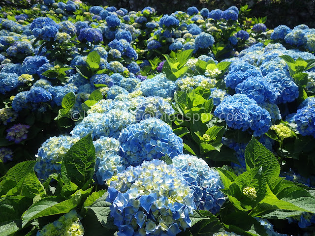 Yangmingshan Zhuzihu hydrangea