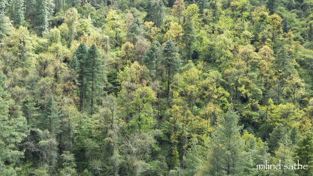 Green at Jigme Singye Wangchuck National Park, Bhutan - photo by Milind Sathe