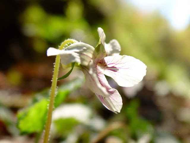 Viola yezoensis