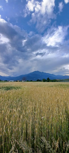 campo-di-grano-sera