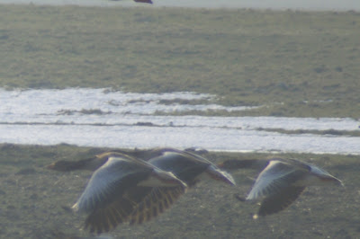 Skiere Goes - Grauwe Gans - Anser anser