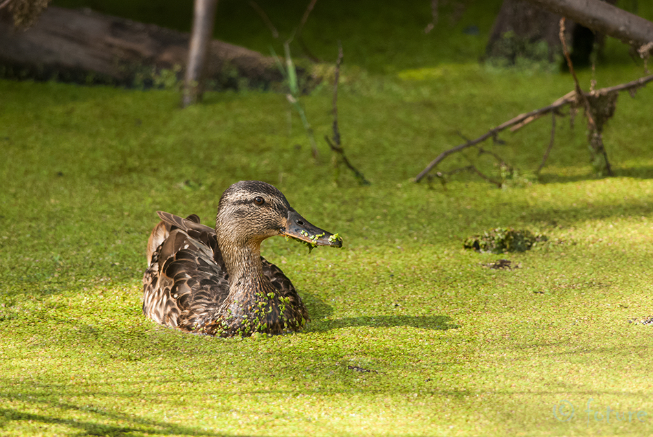 Sinikael-part, Anas platyrhynchos, Mallard, Greenhead, duck