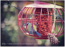 Feeding the birds - Blue Tit