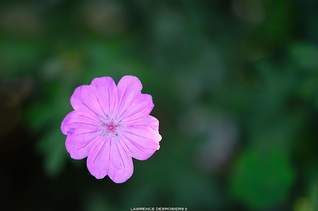 Simplement phlox… (combattre blanc neige couleur d’une fleur)