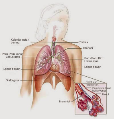 Fungsi Bronkiolus dan Bronkus