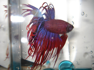 crowntail betta