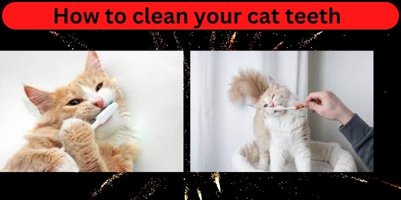 How to clean your cat teeth