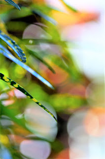 colorful croton leaves on bokeh background