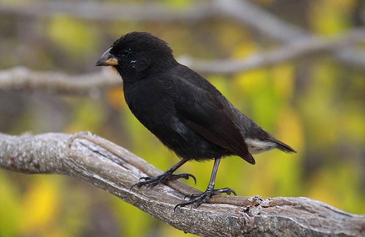 Apa yang Dimaksud Burung Kutilang Darwin? Belajar Sampai Mati, belajarsampaimati.com, hoeda manis