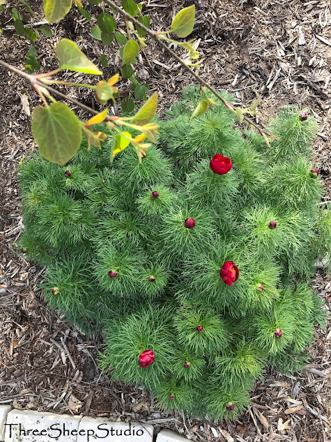 Oriental Peony