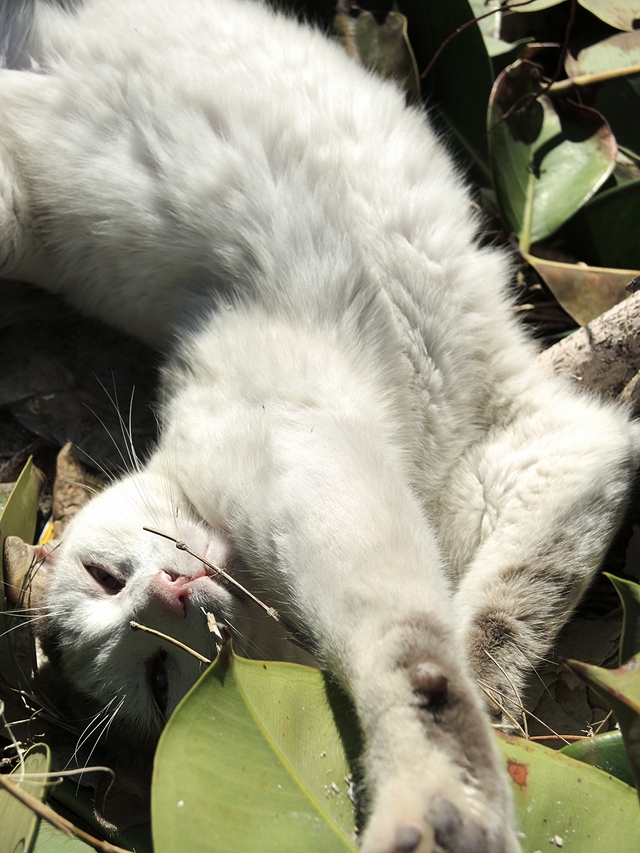 Malta: een vissersdorpje vol met katten