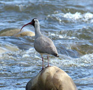 Ibisbill - Ibidorhyncha struthersii