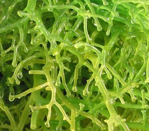 Manfaat Rumput Laut Bagi Manusia