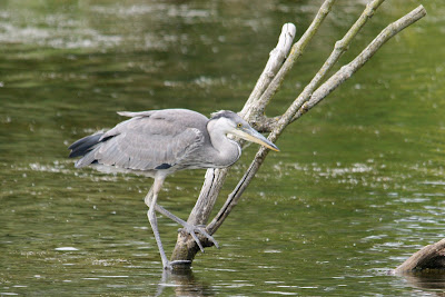 Ielreager - Blauwe Reiger - Ardea cinerea