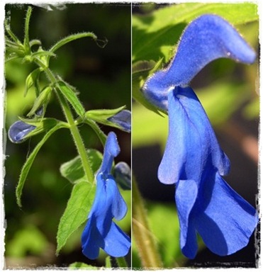 12 blåsalvia