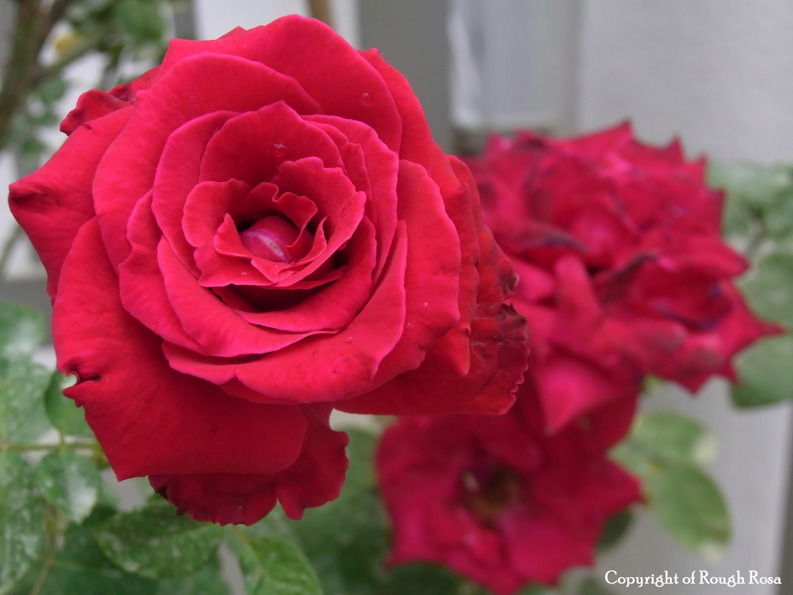 Rosa Sifu Si Pencinta Bunga Mawar  Ku tanam pokok bunga 