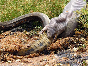 Massive python eats crocodile (13 pics), snake vs crocodile, python snake eating, python vs crocodile, python pictures