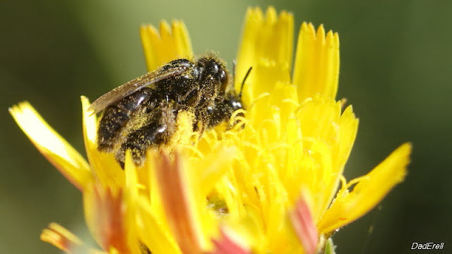 Abeilles noires dans une fleur de picride