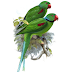  Seychelles parakeet