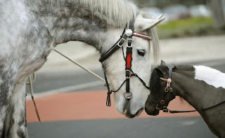 World's Largest Horse ever - Luscombe Nodram