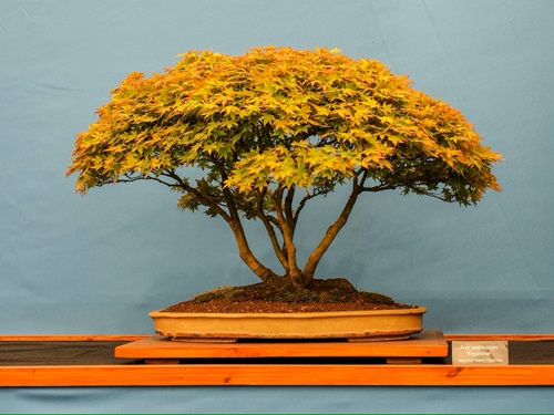 merawat bonsai