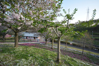 静峰ふるさと公園八重桜まつり