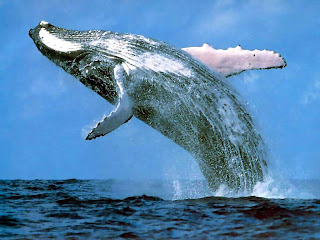Photos of Antarctic Humpback Whale