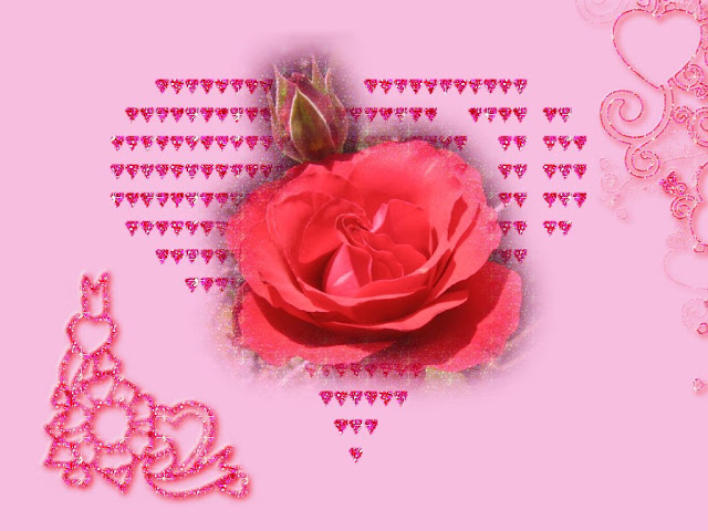 Nice Red Rose Flower Wallpaper