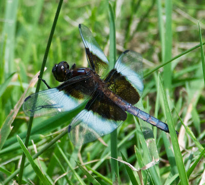 Widow Skimmer (Libellula luctuosa)