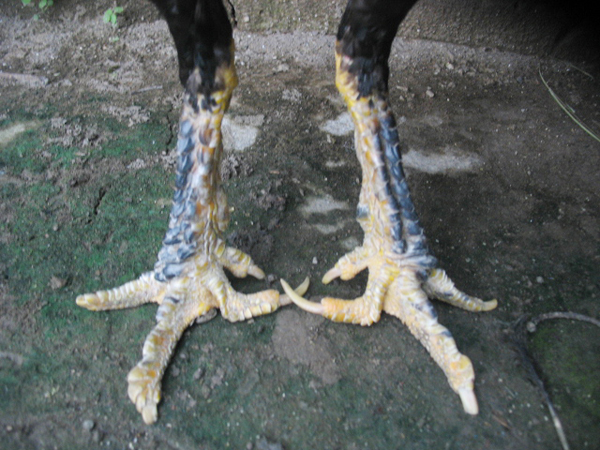 Gambar sisik kaki ayam naga temurun
