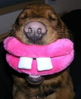 funny dogs. This funny smiling dog