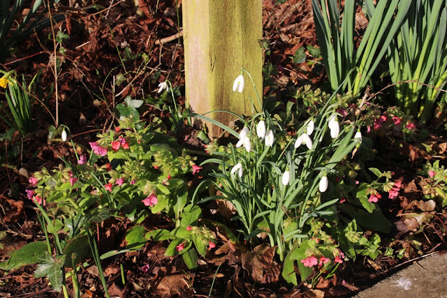 Pulmonaria and snowdrops - an excellent combination for early foraging bees