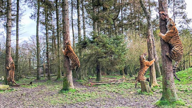 Amur tigers climbing trees at Whipsnade Zoo, UK