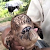 Kelahiran Kambing Mirip Alien Hebohkan Satu Kampung