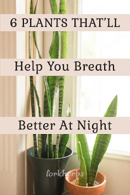 6 BEDROOM PLANTS THAT’LL DRASTICALLY IMPROVE YOUR HEALTH