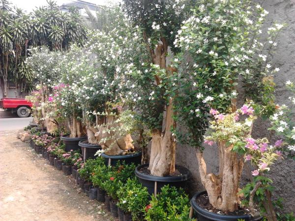 Tanaman Pohon Bonsai Bunga  Melati Jasmine  Pusat Tanaman Hias