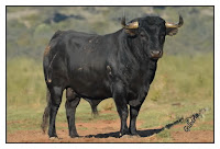 Resultado de imagen de toros en azpeitia 2018