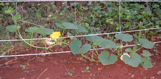 gardening_flowers_landscaping