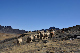 alpacas