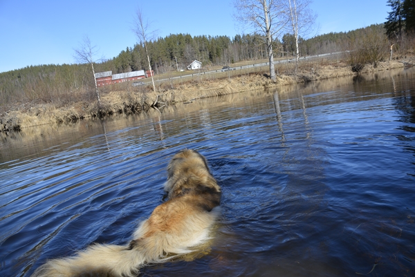 leonberger