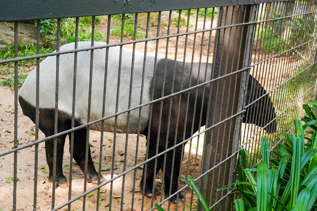 【富國島】觀光．越南最大野生動物園，近距離接觸動物｜Vinp